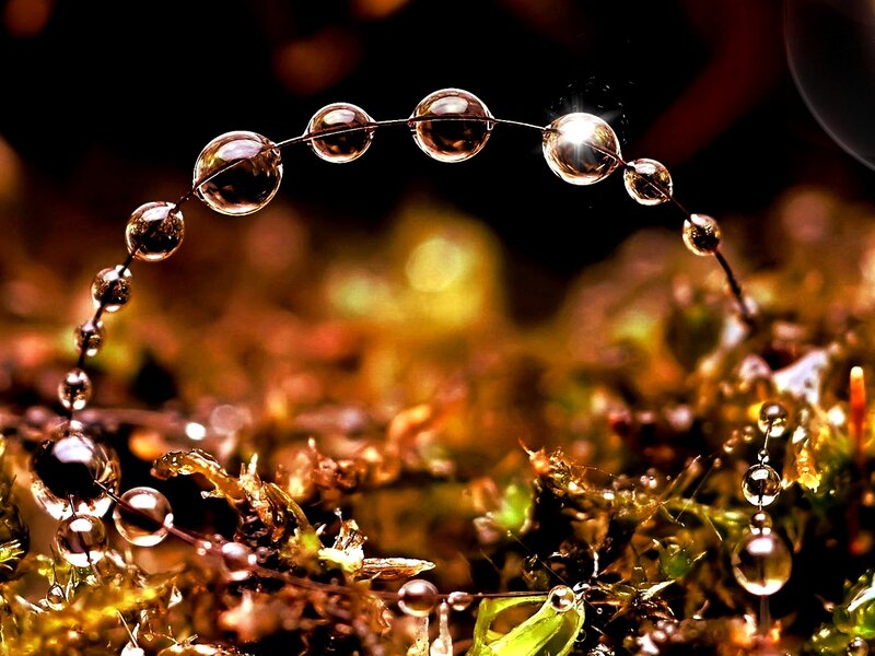 Water Droplets on Moss — Brown