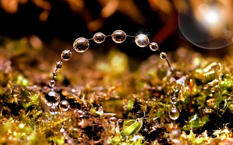 Water Droplets on Moss — Green, Serene, Morning