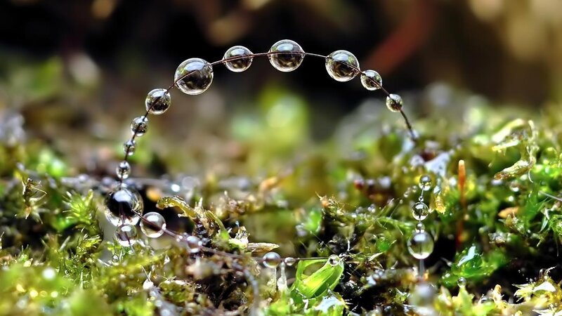 Water Droplets on Moss — Green, Serene, Photograph, Plant