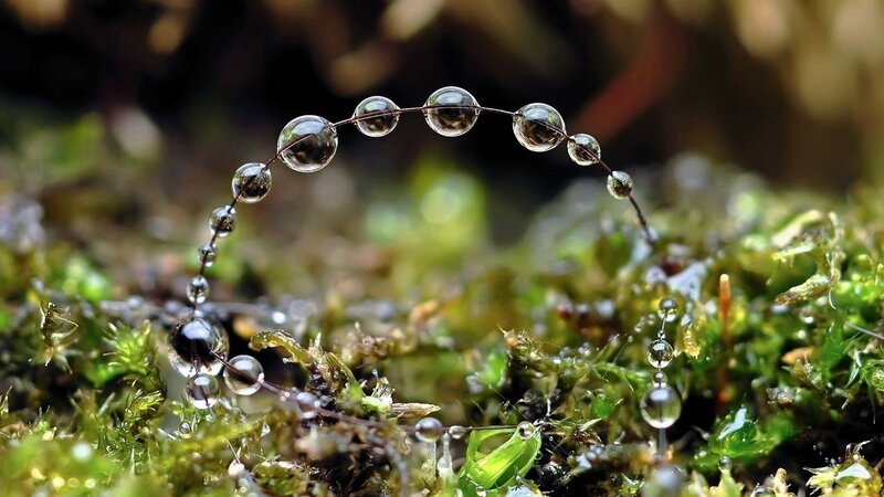 Water Droplets on Moss — Green, Serene