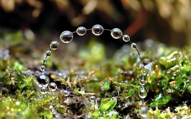 Water Droplets on Moss — Green