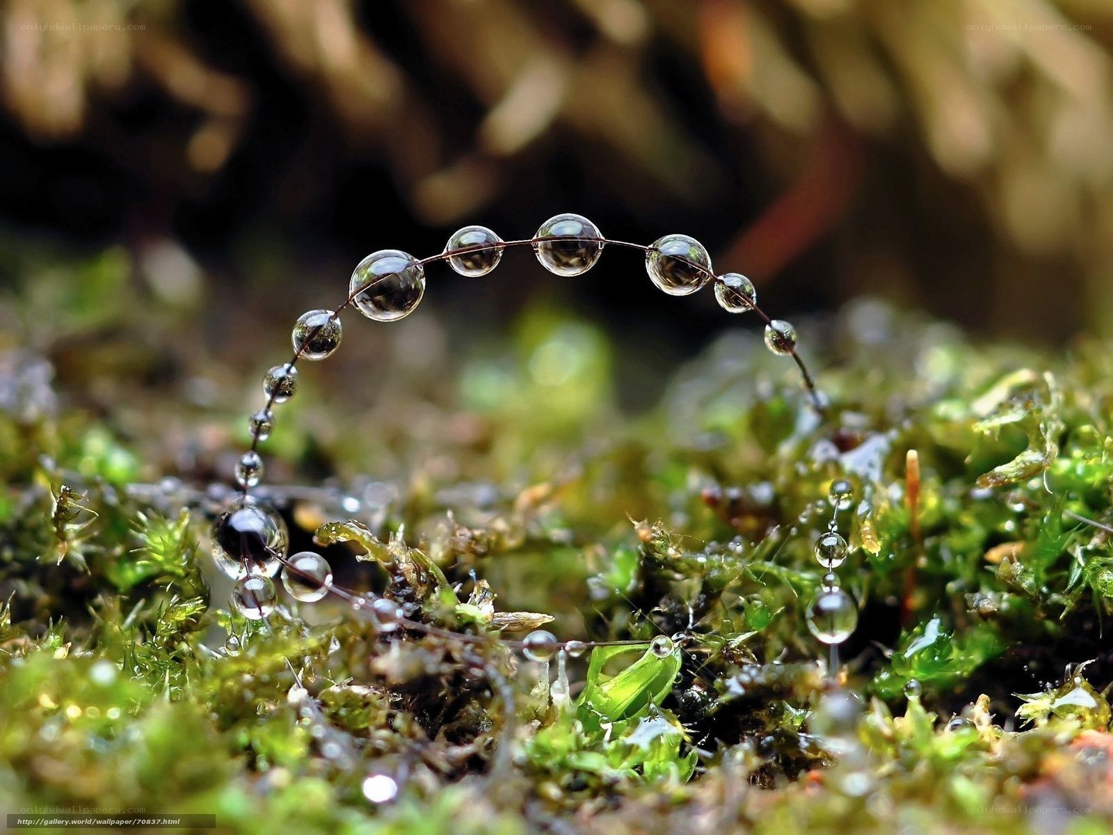 Water droplets on moss