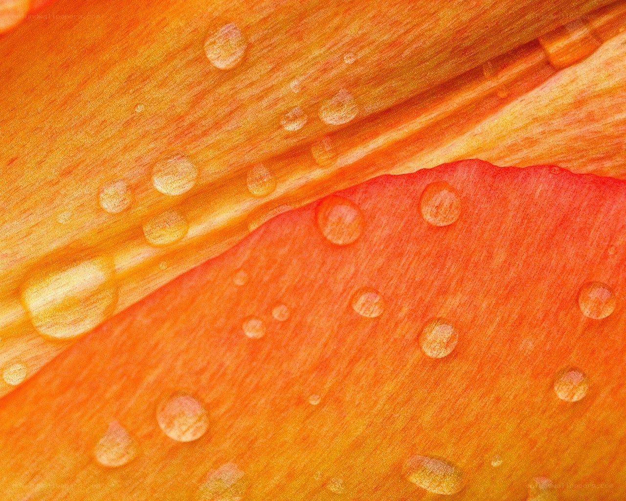 Water droplets on orange petal