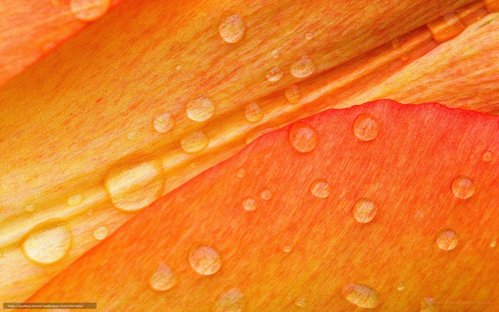 Water droplets on orange petals
