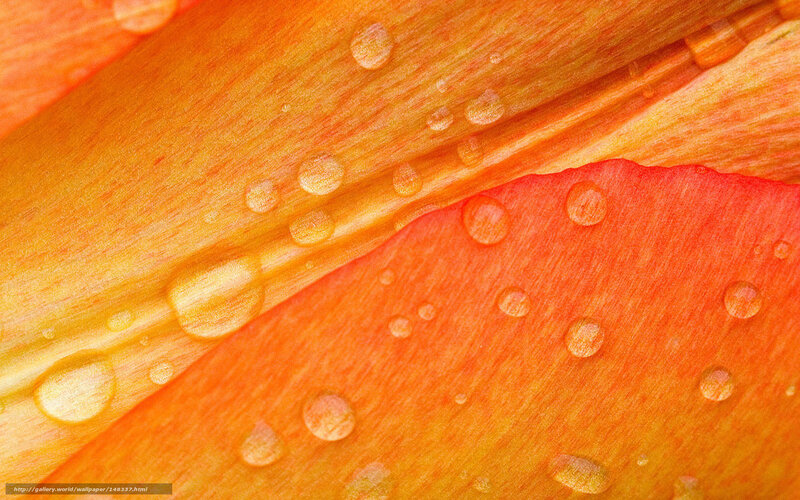 Water droplets on orange petals