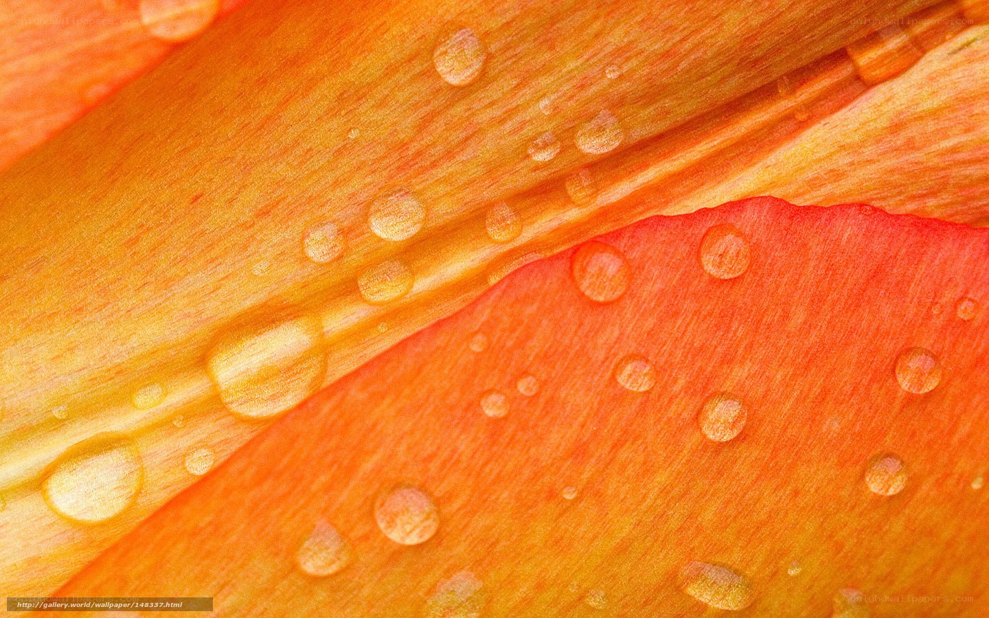Water droplets on orange petals