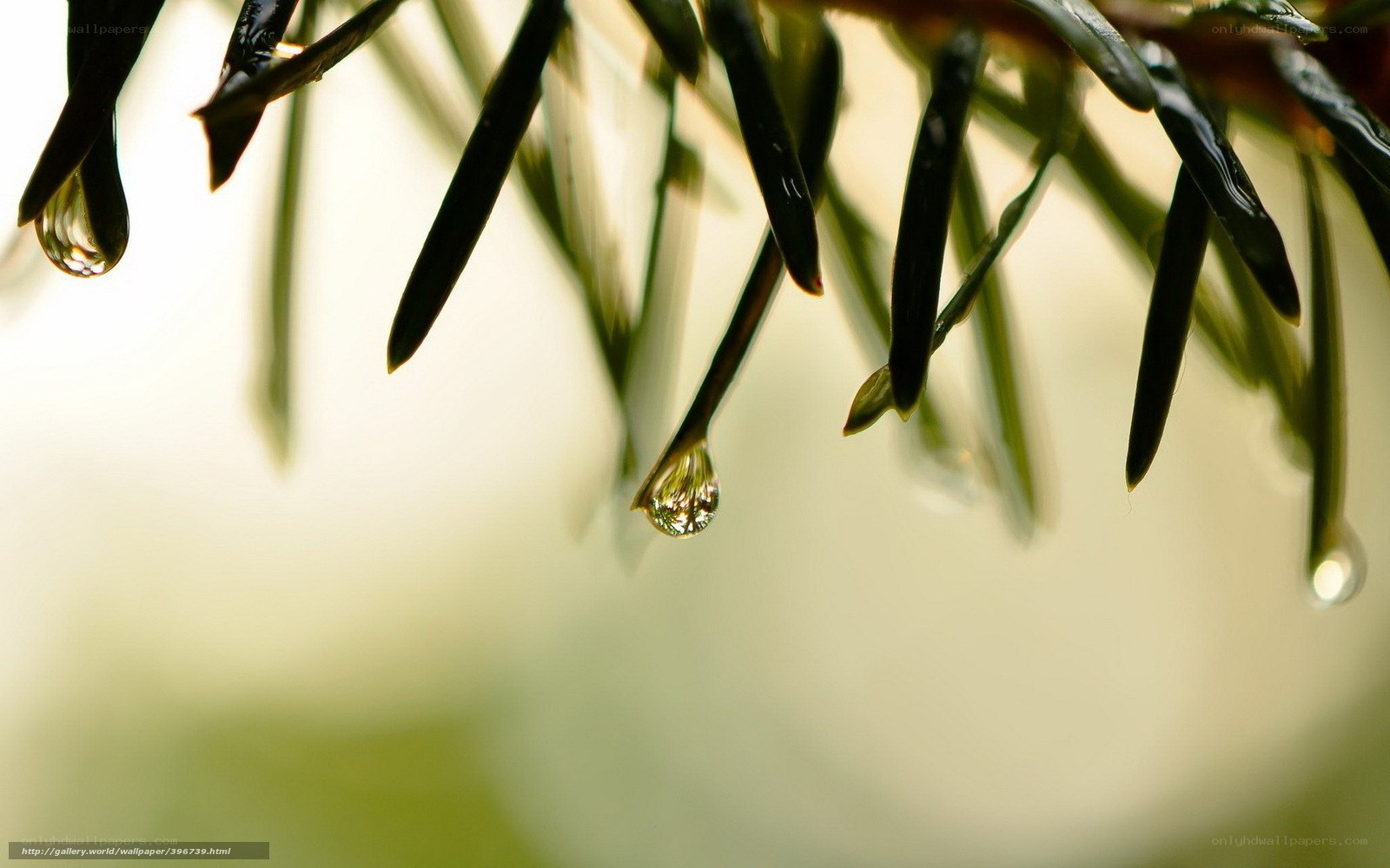 Water droplets on pine needles