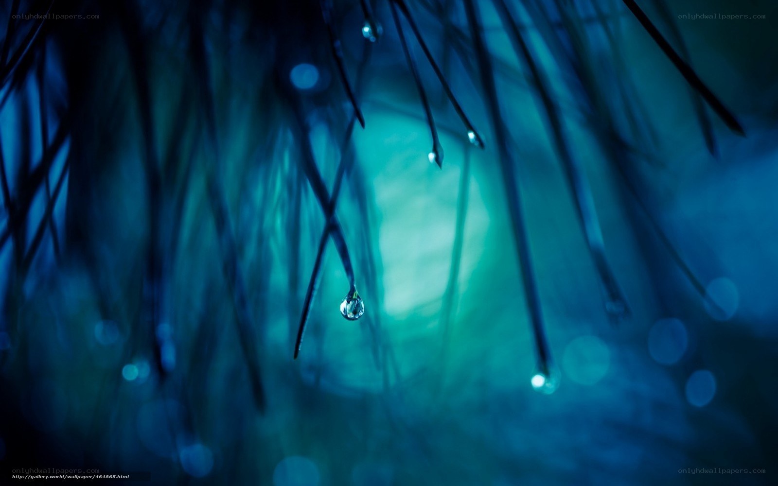 Water droplets on pine needles