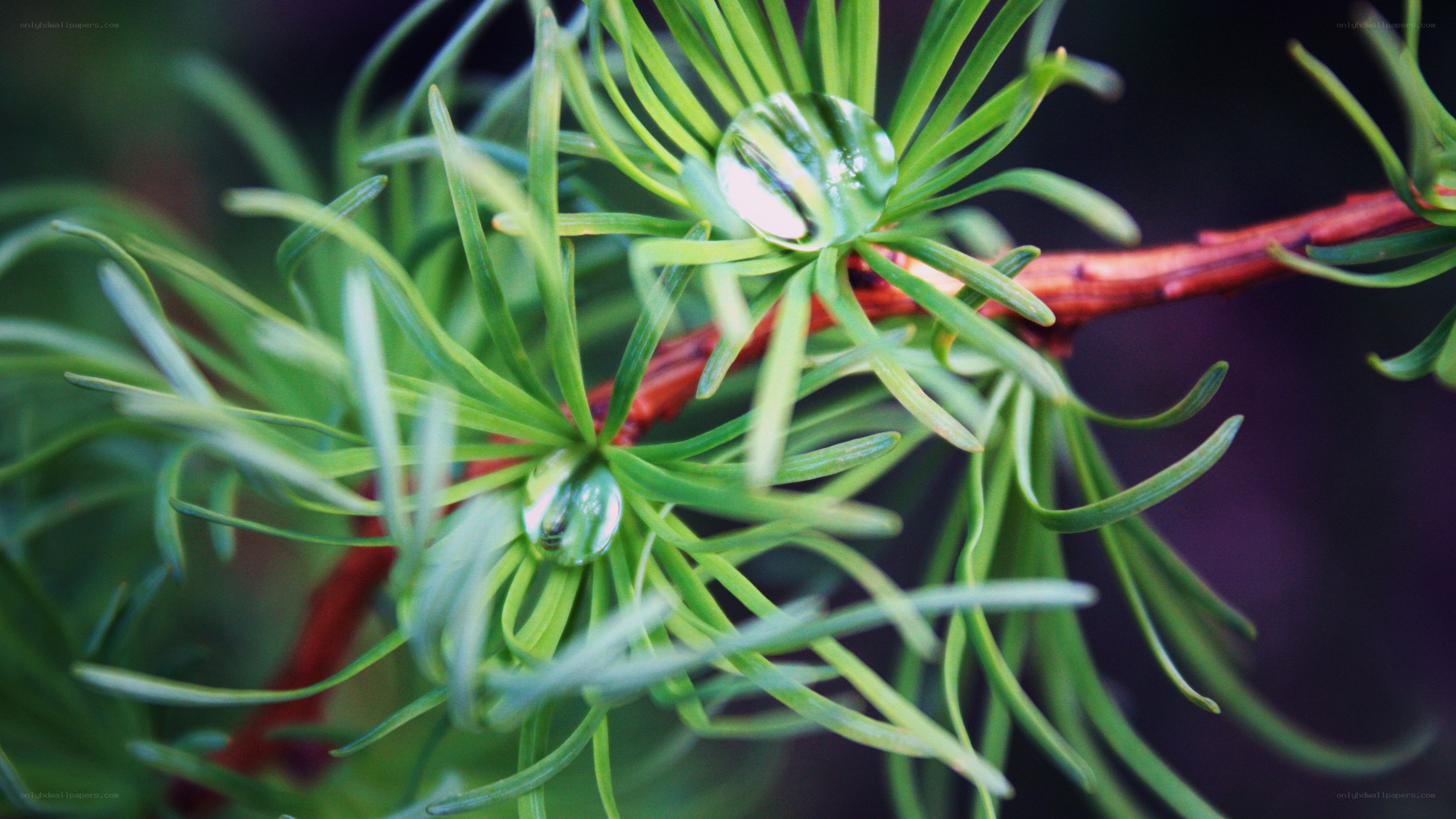 Water droplets on pine needles