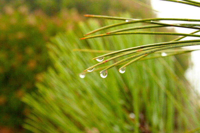 Water droplets on pine needles