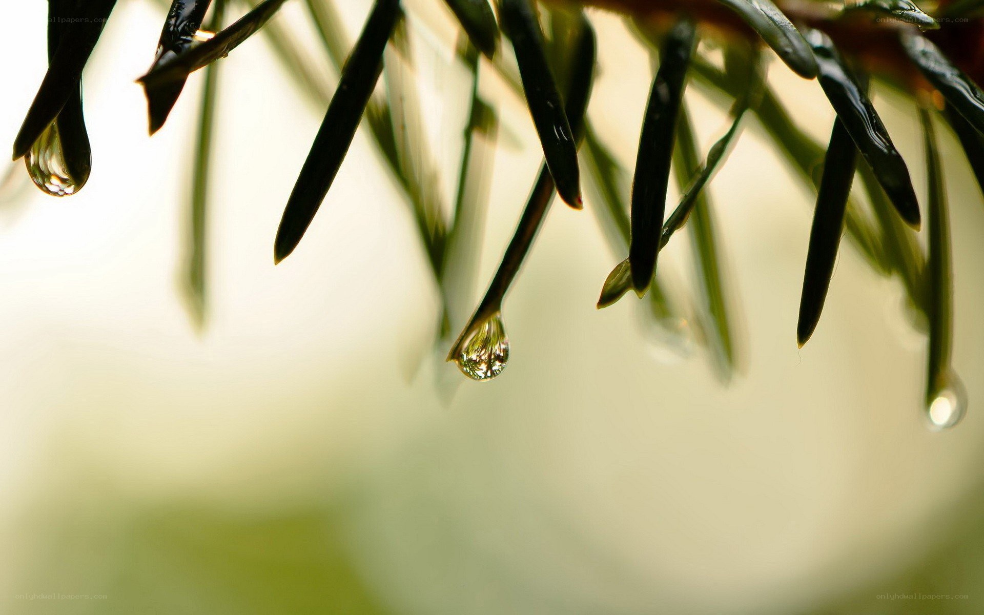 Water droplets on pine needles