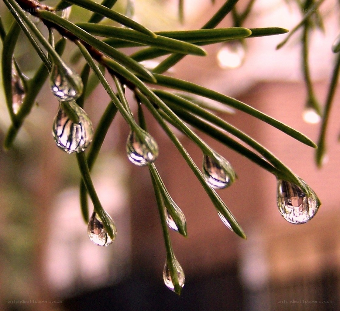 Water droplets on pine needles