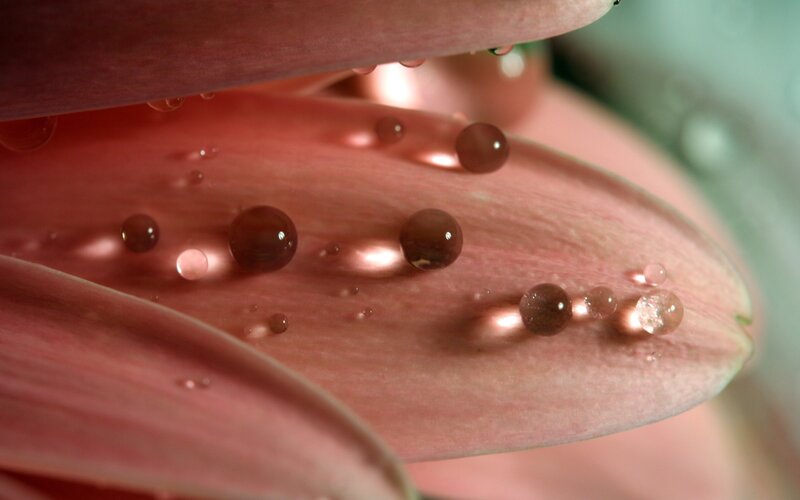 Water droplets on pink flower