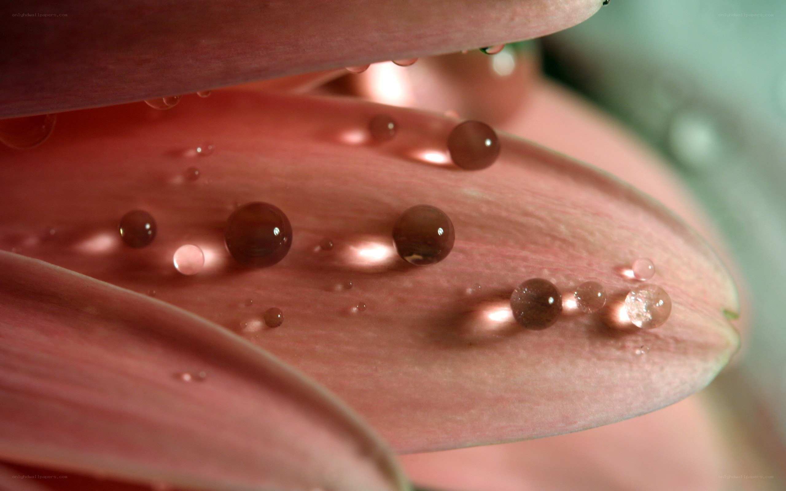 Water droplets on pink flower