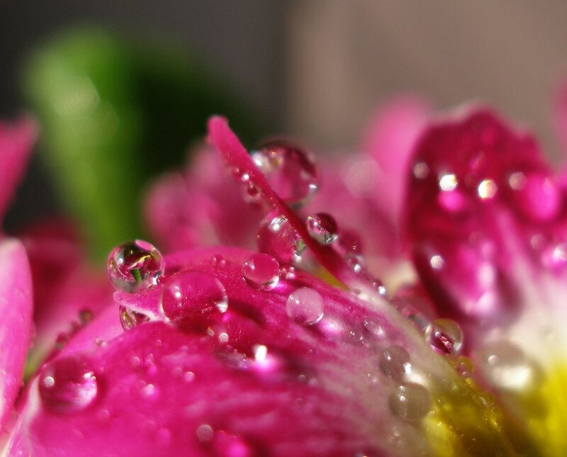 Water droplets on pink flower