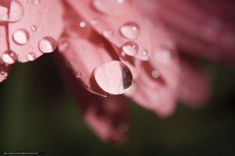 Water droplets on pink flower