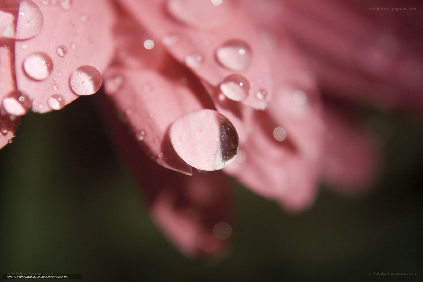 Water droplets on pink flower