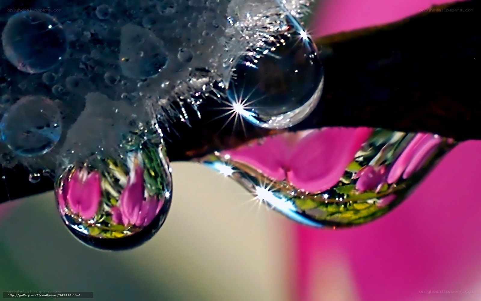 Water droplets on pink flowers