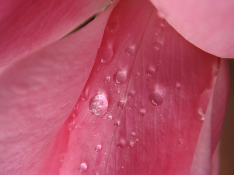 Water droplets on pink petal