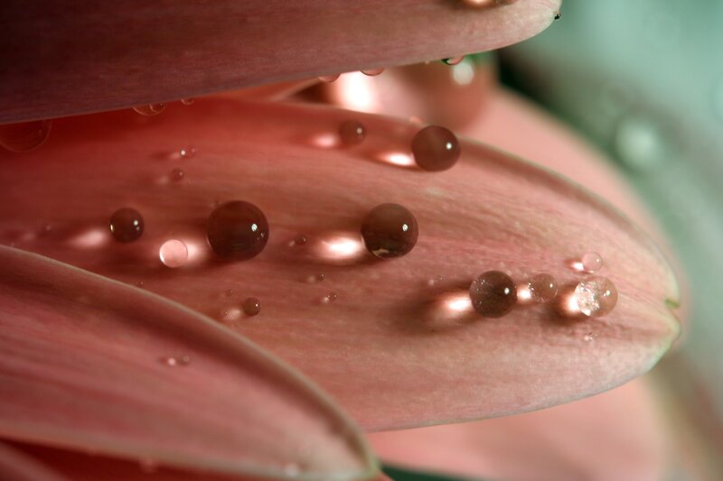 Water droplets on pink petals