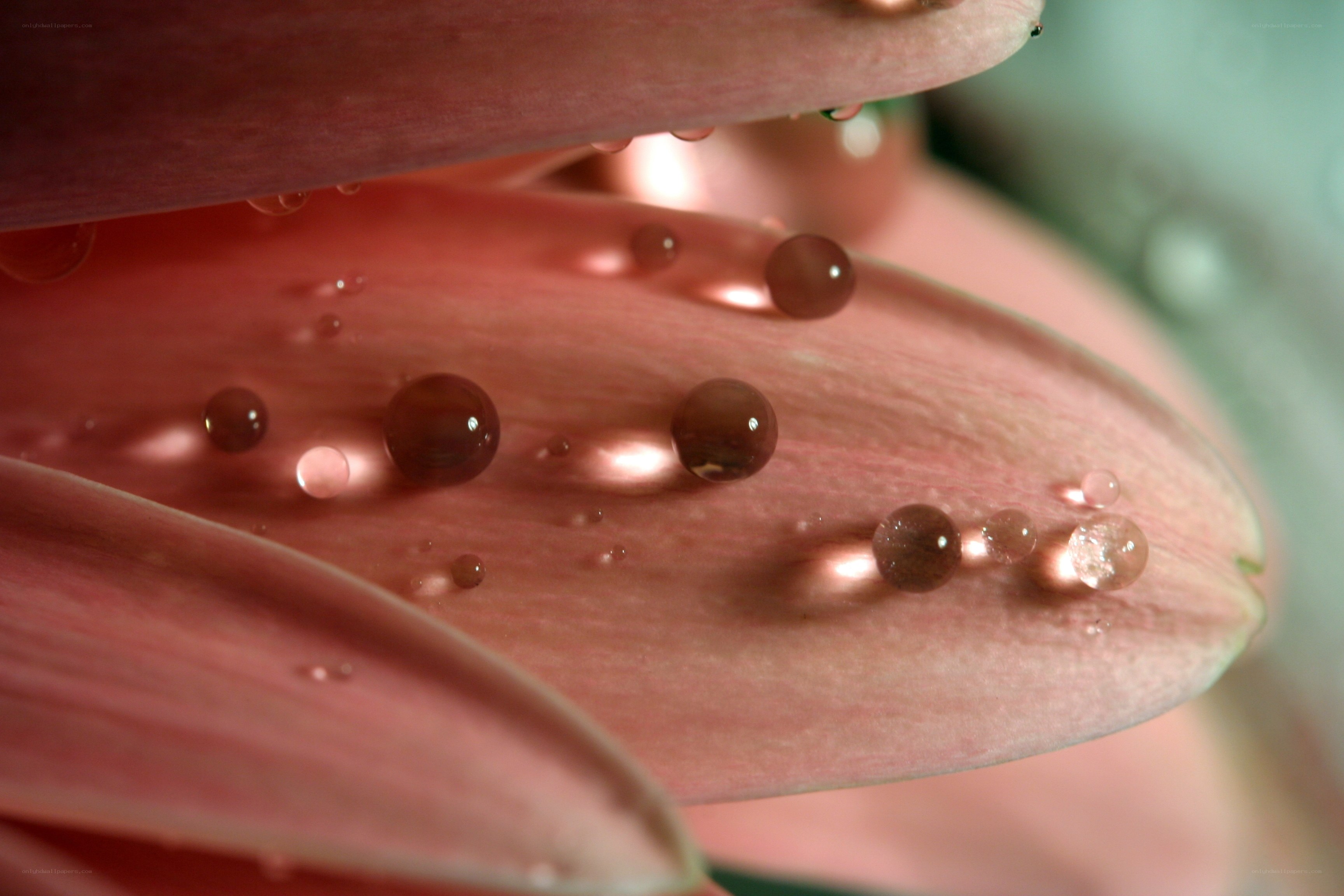 Water droplets on pink petals