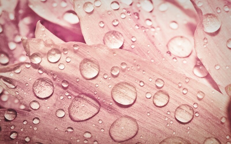 Water droplets on pink petals