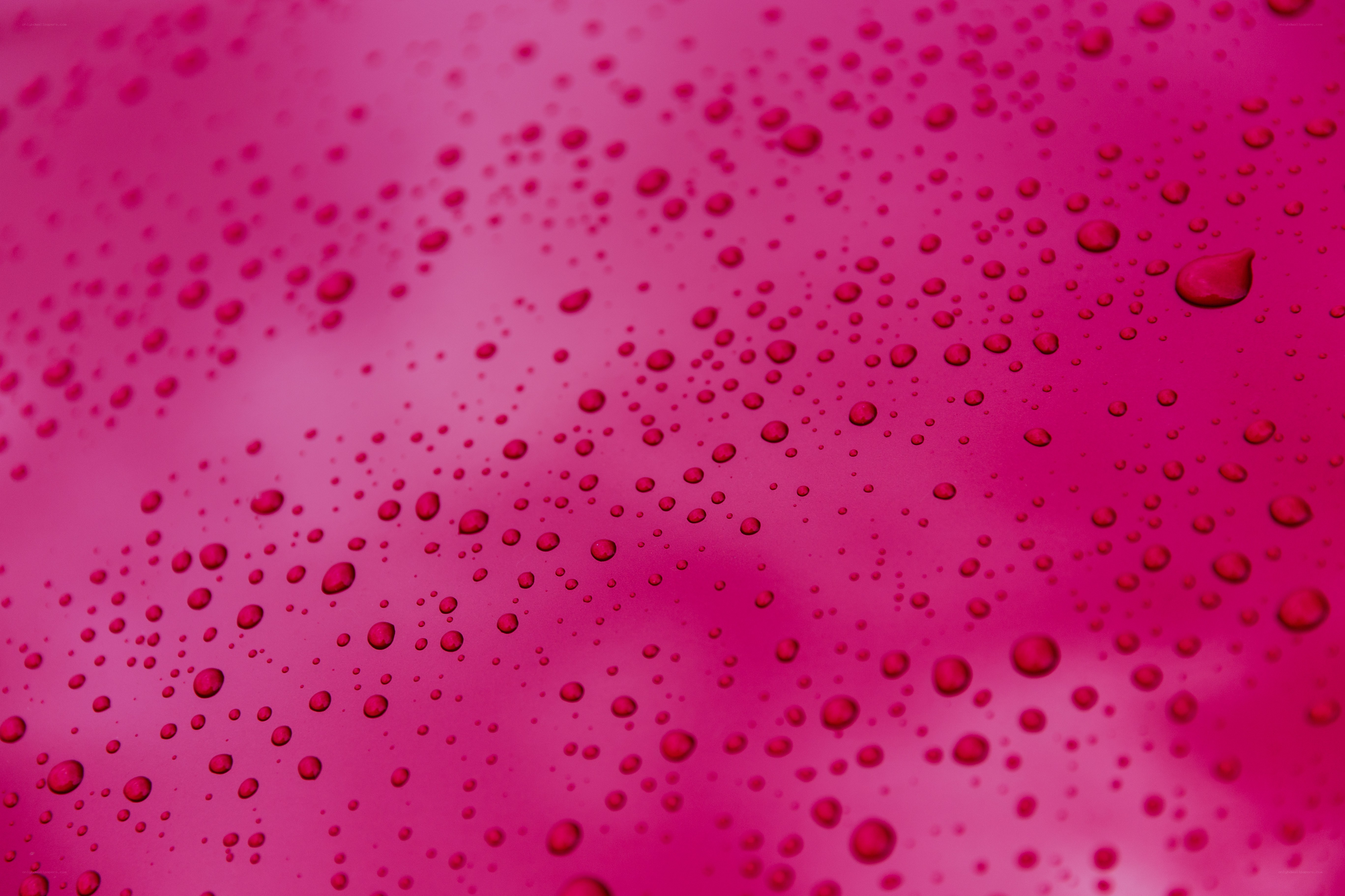 Water droplets on pink surface