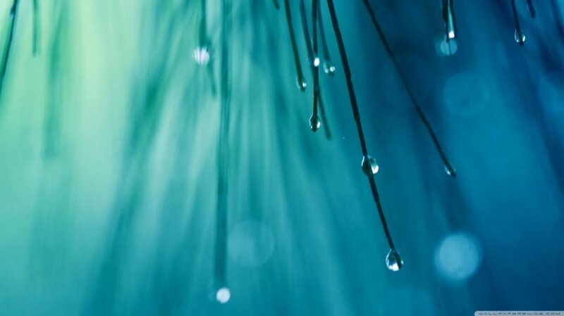 Water Droplets on Plant — Blue