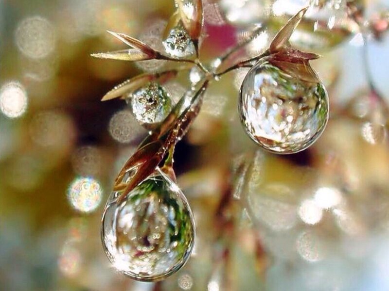 Water Droplets on Plant — Green