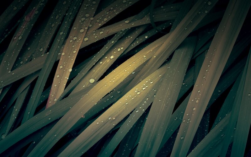 Water droplets on plant leaves