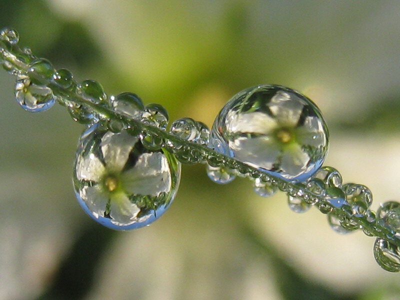Water Droplets on Plant Stem — Green, Serene