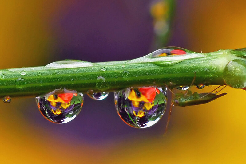 Water Droplets on Plant Stem — Green