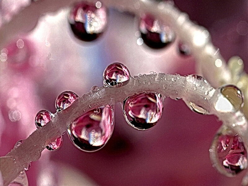 Water Droplets on Plant Stem — Pink