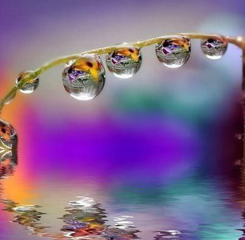 Water Droplets on Plant Stem — Purple