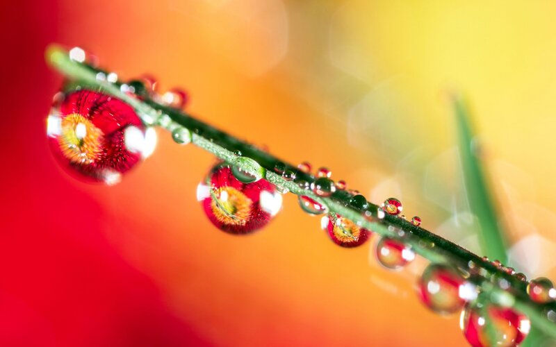 Water Droplets on Plant Stem — Red