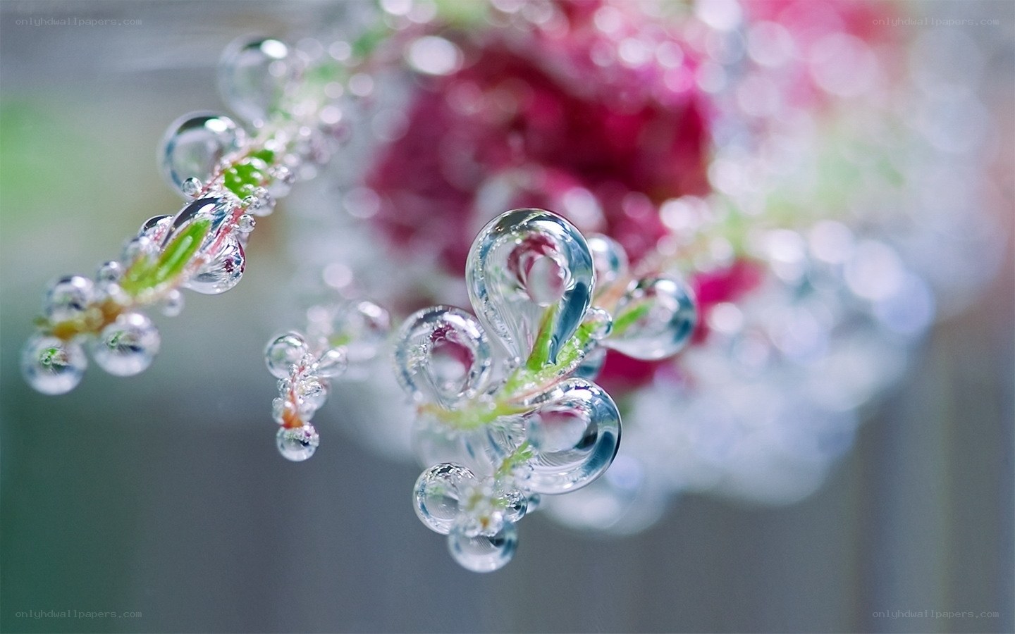 Water droplets on plant stem