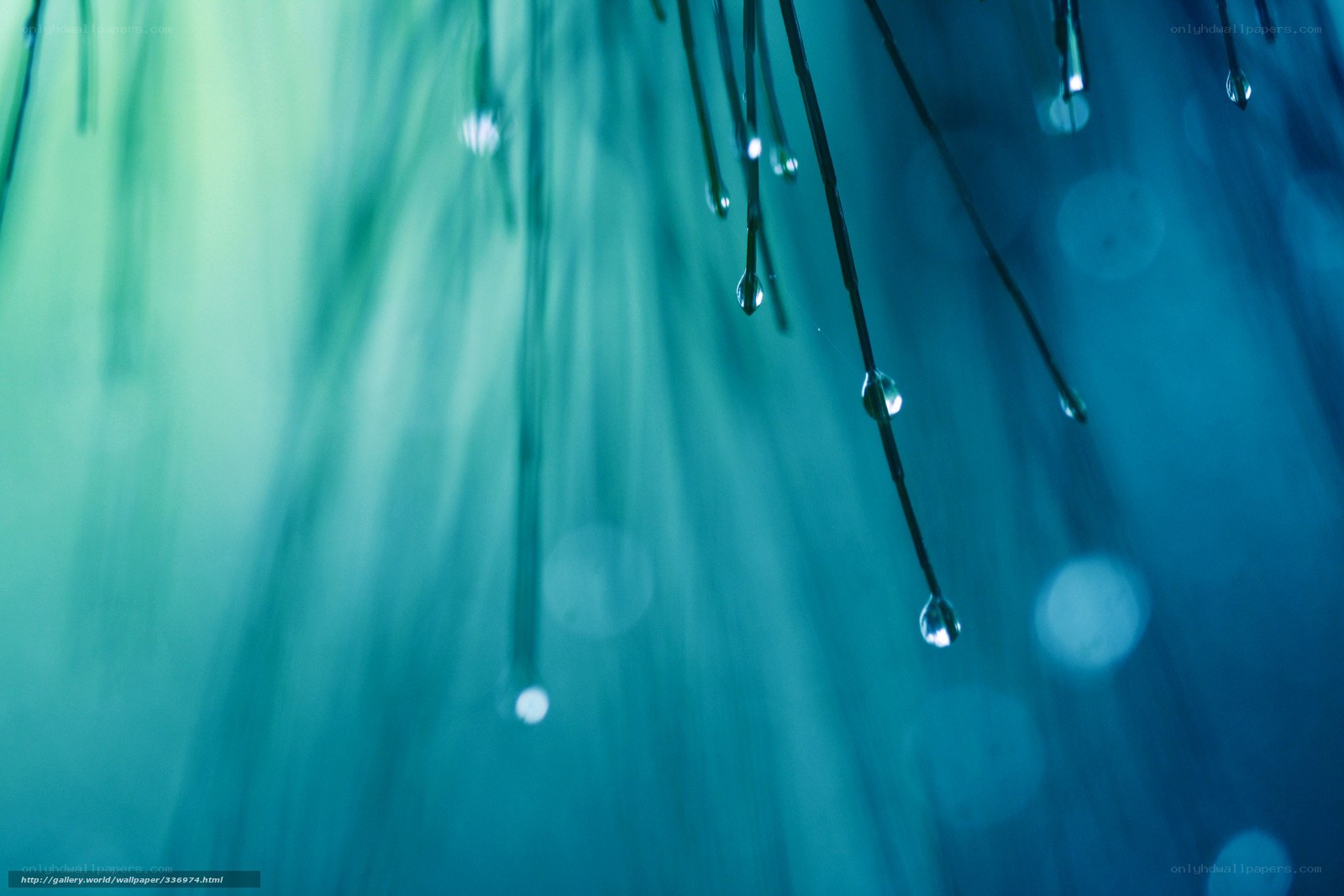 Water droplets on plant stems
