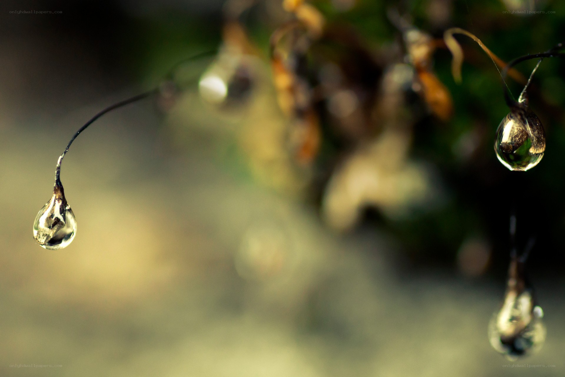 Water droplets on plant stems