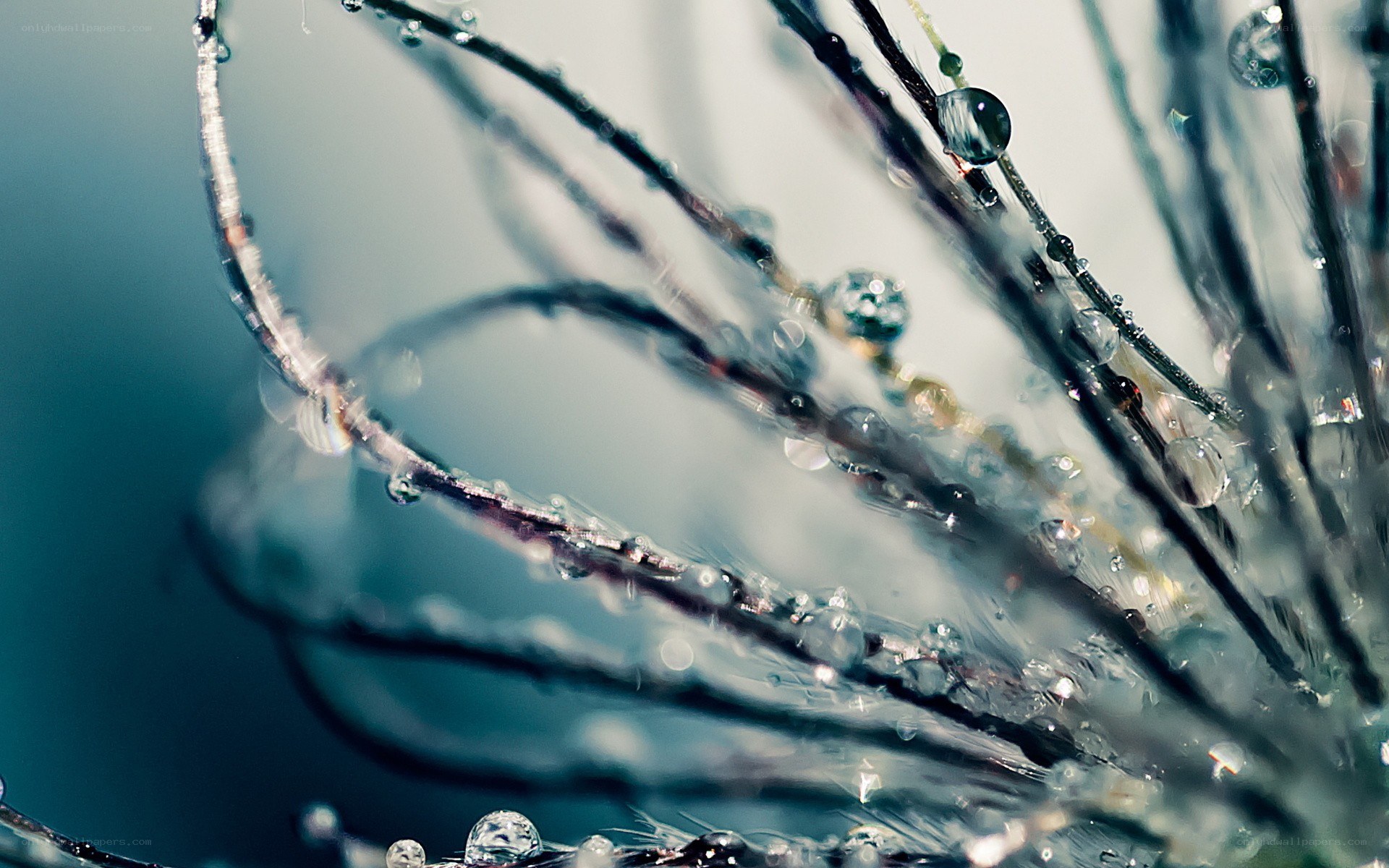 Water droplets on plant stems