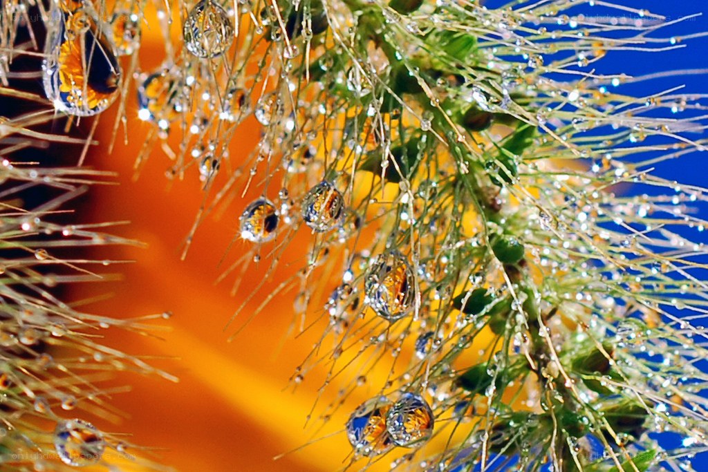 Water droplets on plant stems