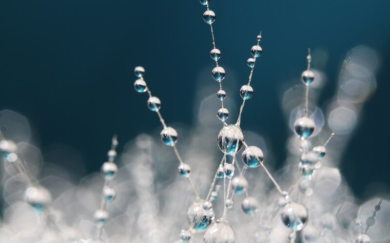 Water Droplets on Plant Stems — Blue