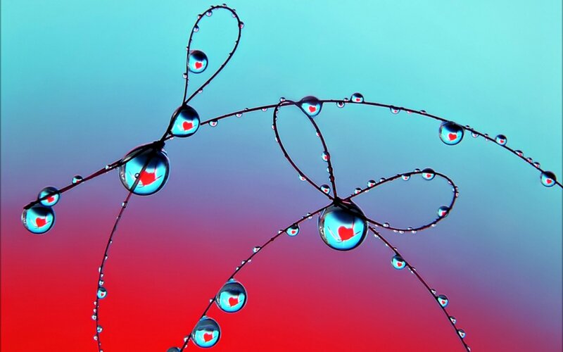 Water Droplets on Plant Stems — Red