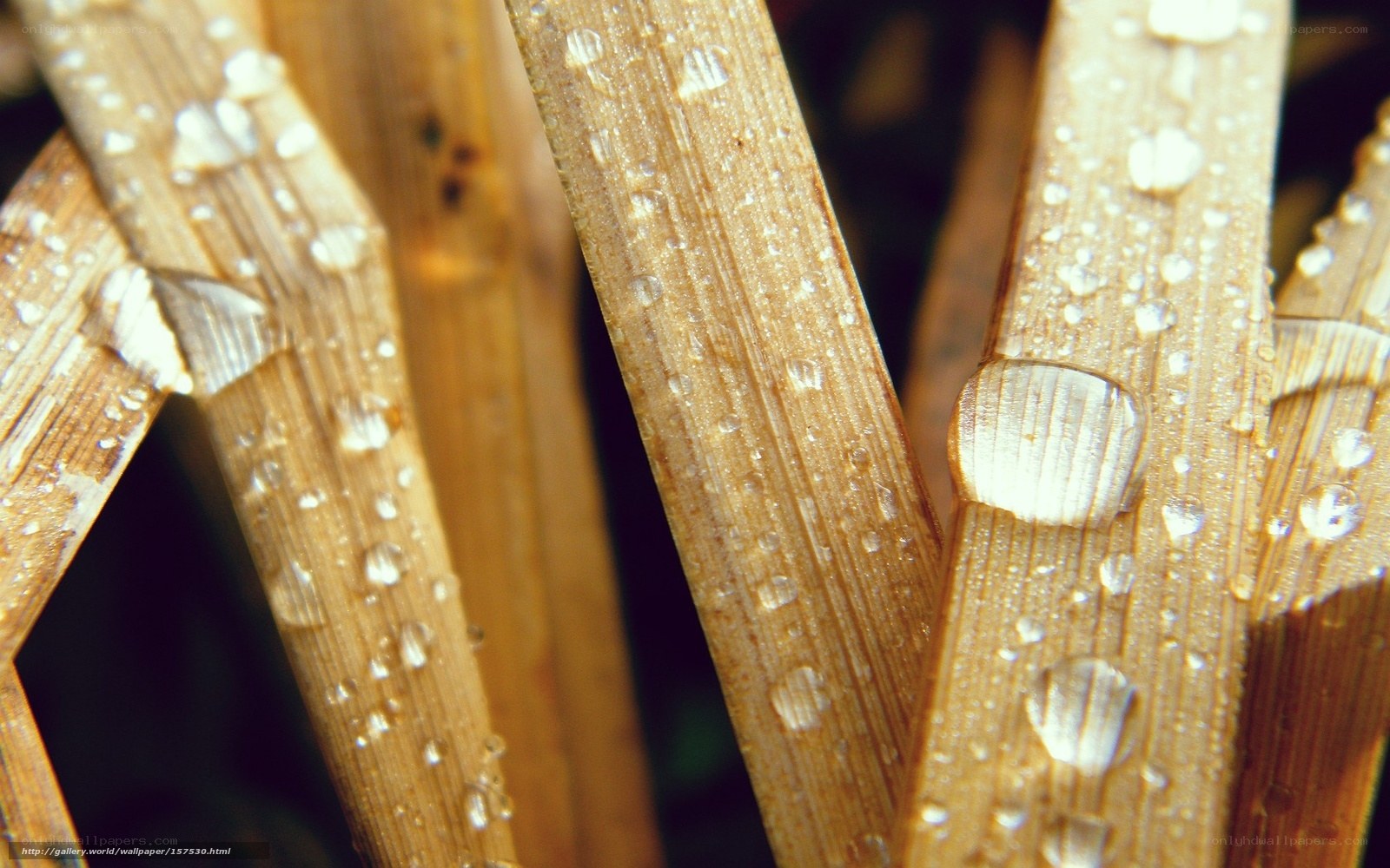Water droplets on plant stems
