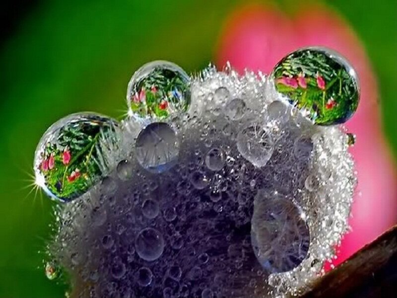 Water Droplets on Plant