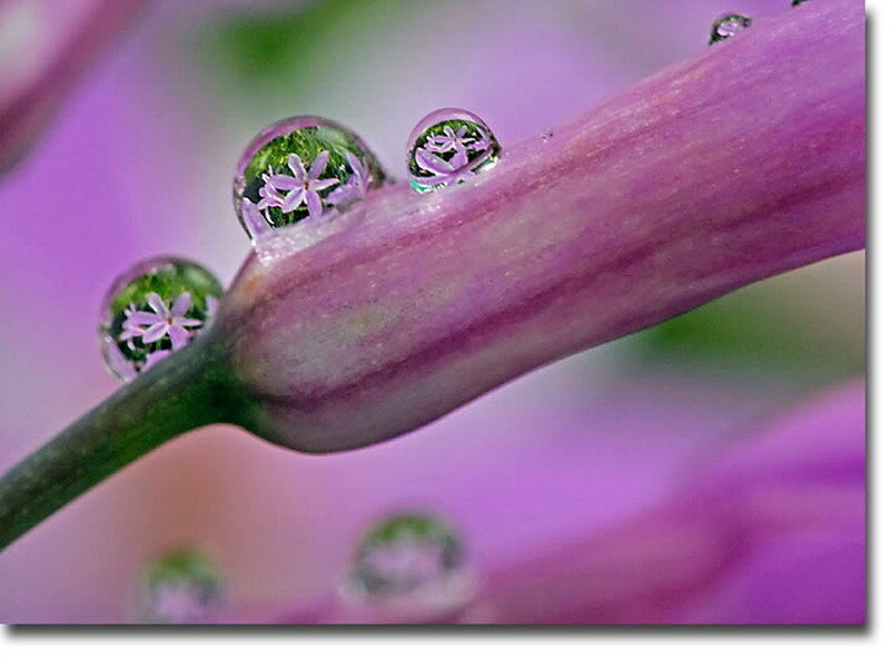 Water droplets on purple flower