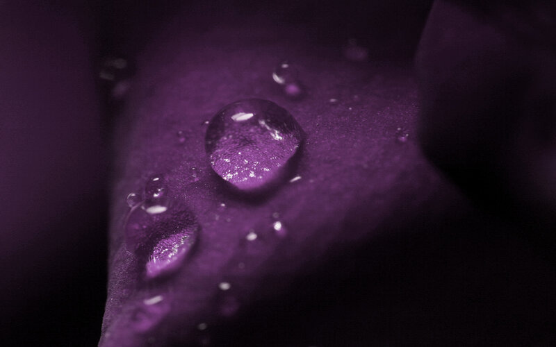 Water droplets on purple petal