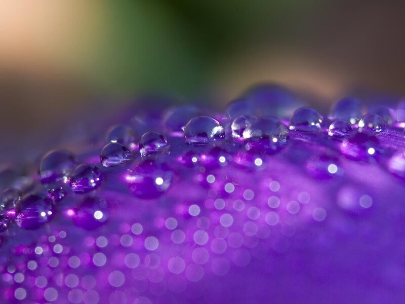 Water droplets on purple surface