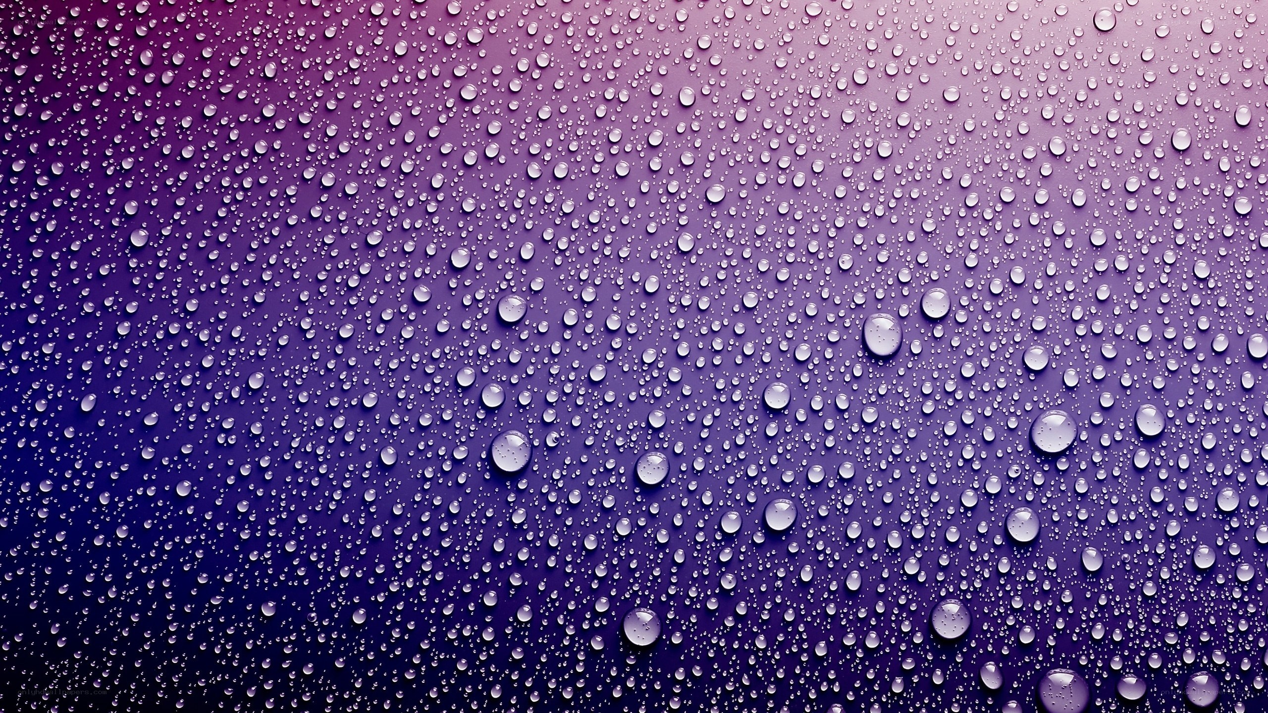 Water droplets on purple surface