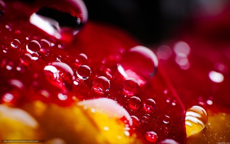 Water droplets on red flower