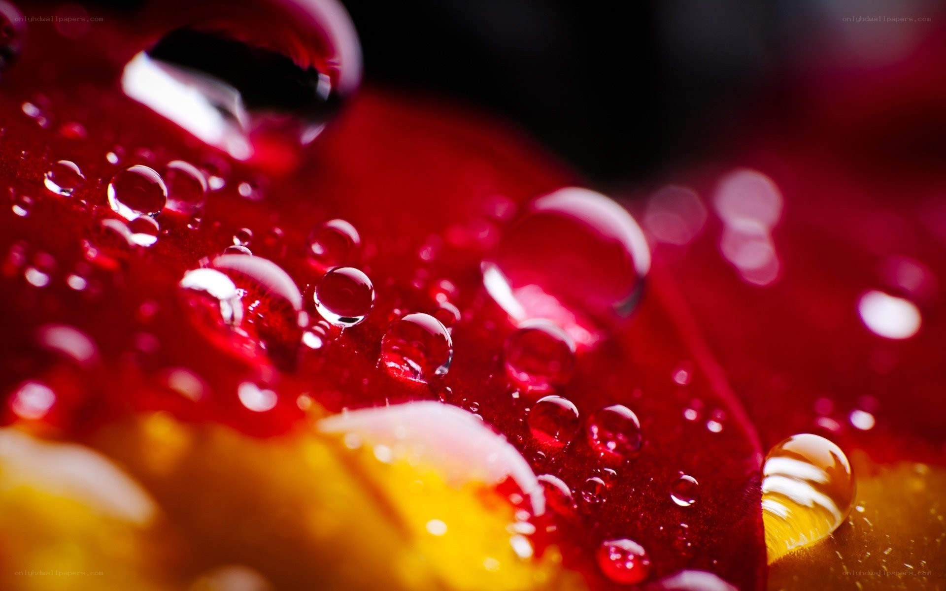 Water droplets on red flower